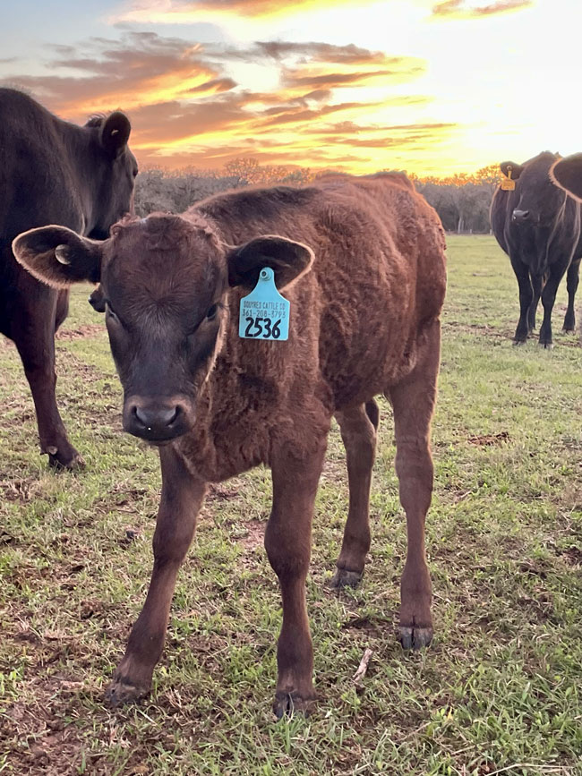 new-breeder-calf