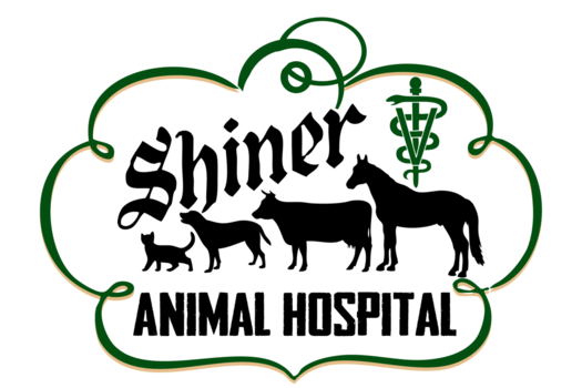 shiner animal hospital