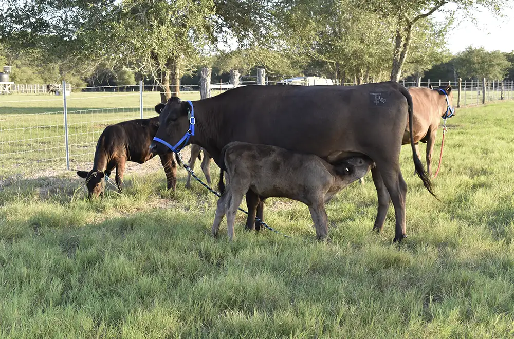 cow feeding her calf at the texas prime cattle farm
