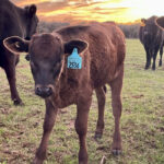 new-breeder-calf